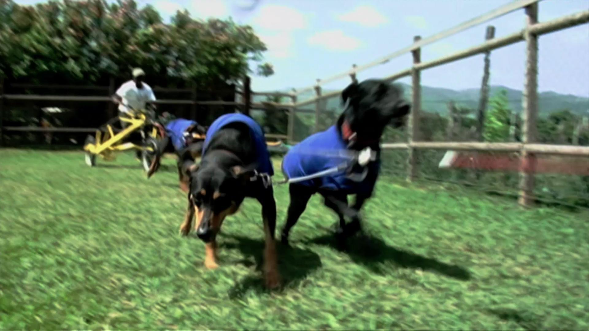 The Design Squads build dry land dog sleds for Jamaican Dog Sled team.
