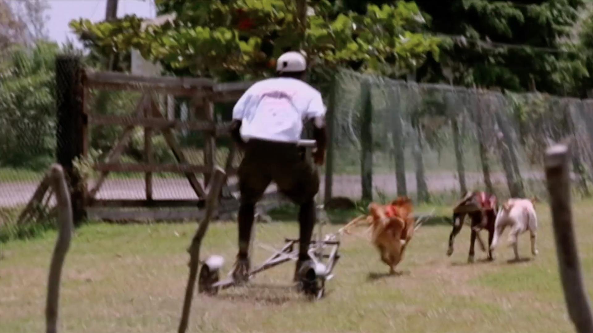 The Design Squads build dry land dog sleds for a Jamaican Dog Sled team.